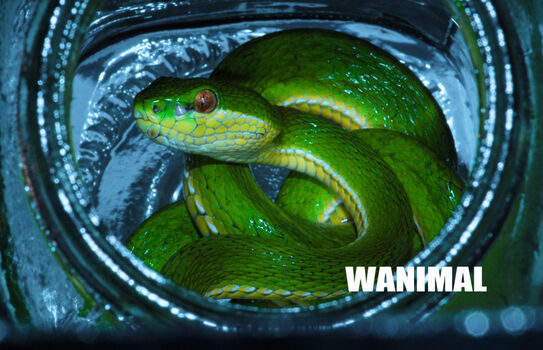 Wanimal Models